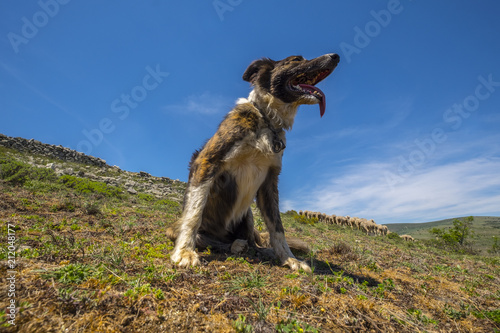 Transhumance in Spain photo