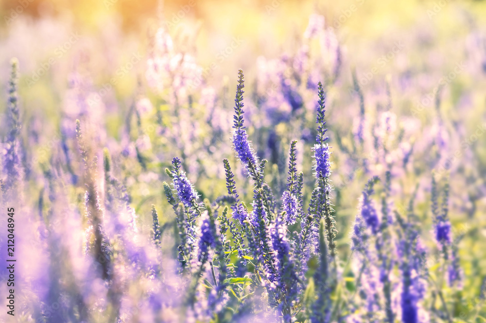 Summer colorful landscape with blossoming field flowers Summer colorful landscape with blossoming field flowers