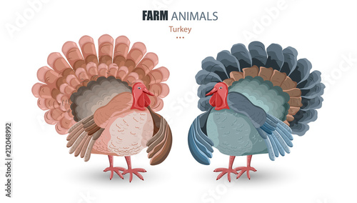 Turkey isolated Vector. cartoon character