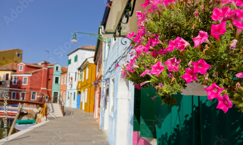 CLOSE UP: Summer sun shines on pink flowers planted in front of colorful houses. © helivideo
