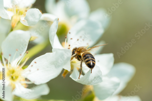 Bee on a flower of the white blossoms. A Honey Bee collecting pollen