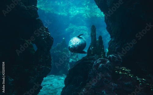 Manatee seal swimming underwater