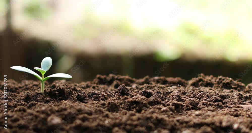 crassula plant money tree growing in soil. 4k dolly shot