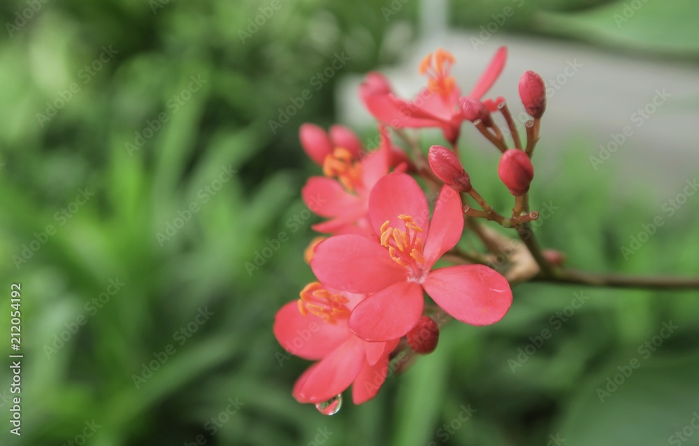 Fototapeta premium pink flowers