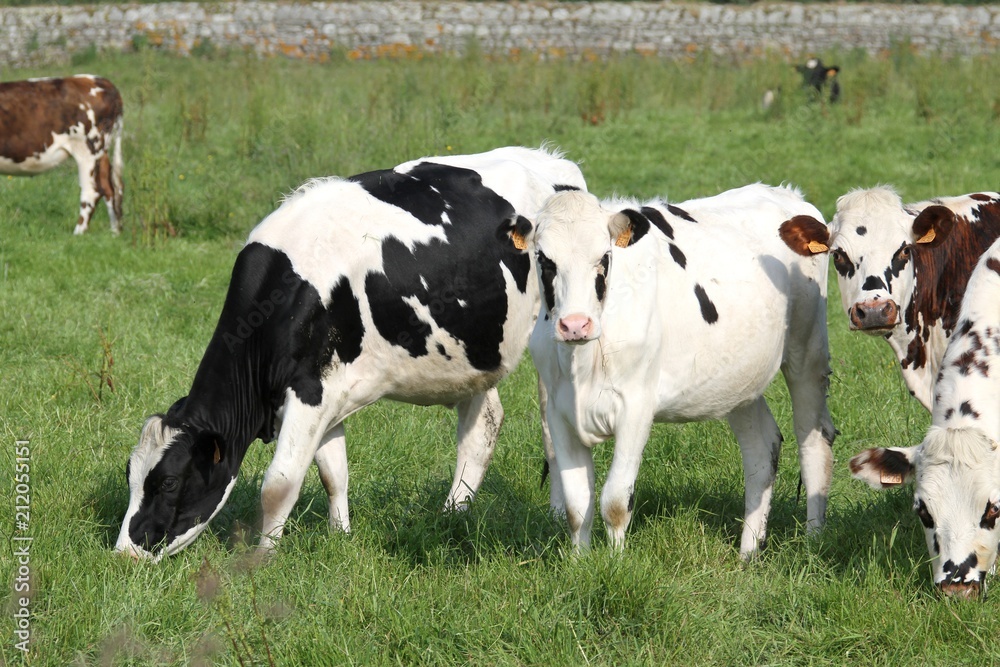 vaches normandes dans le Cotentin, Manche, Normandie vaches normandes dans le Cotentin, Manche, Normandie