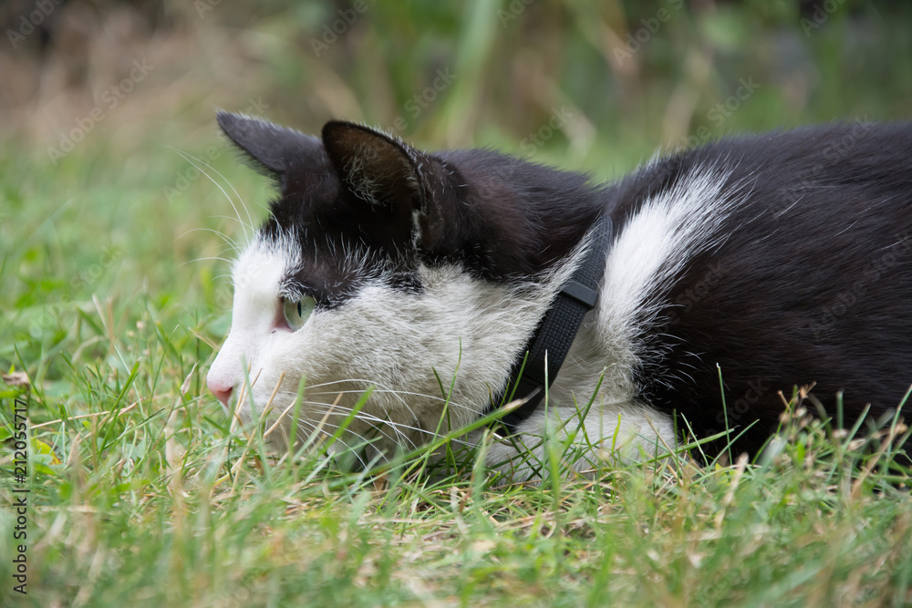Fototapeta premium Young, playful black and white cat with a black collar lying in grass, hunting something