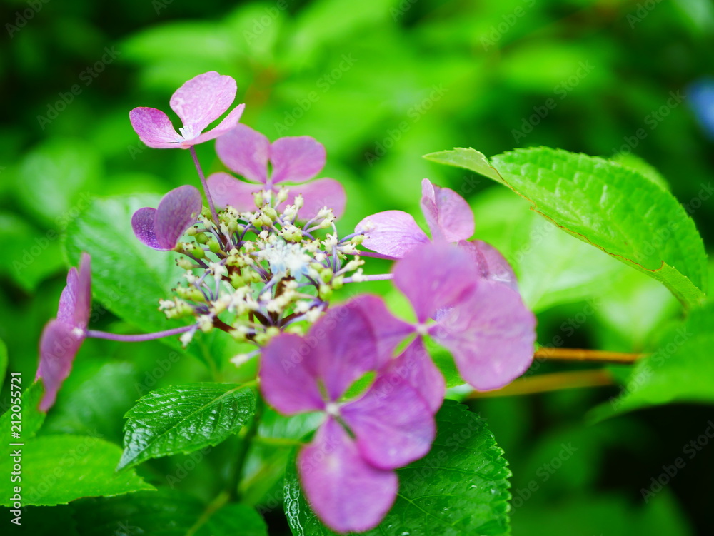 pink and white flowers