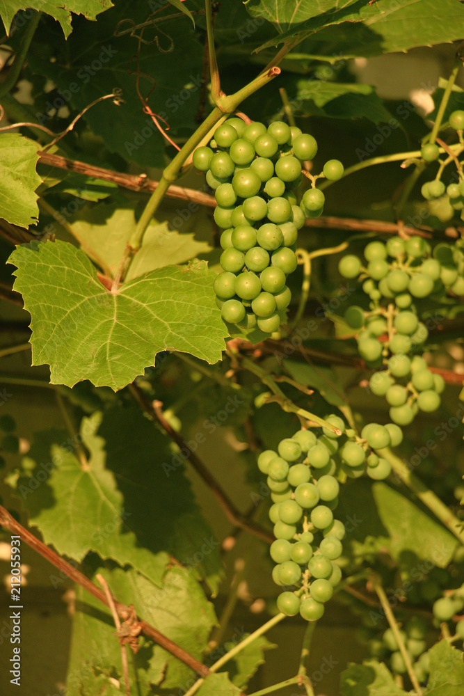 Green grapes hang on a branch