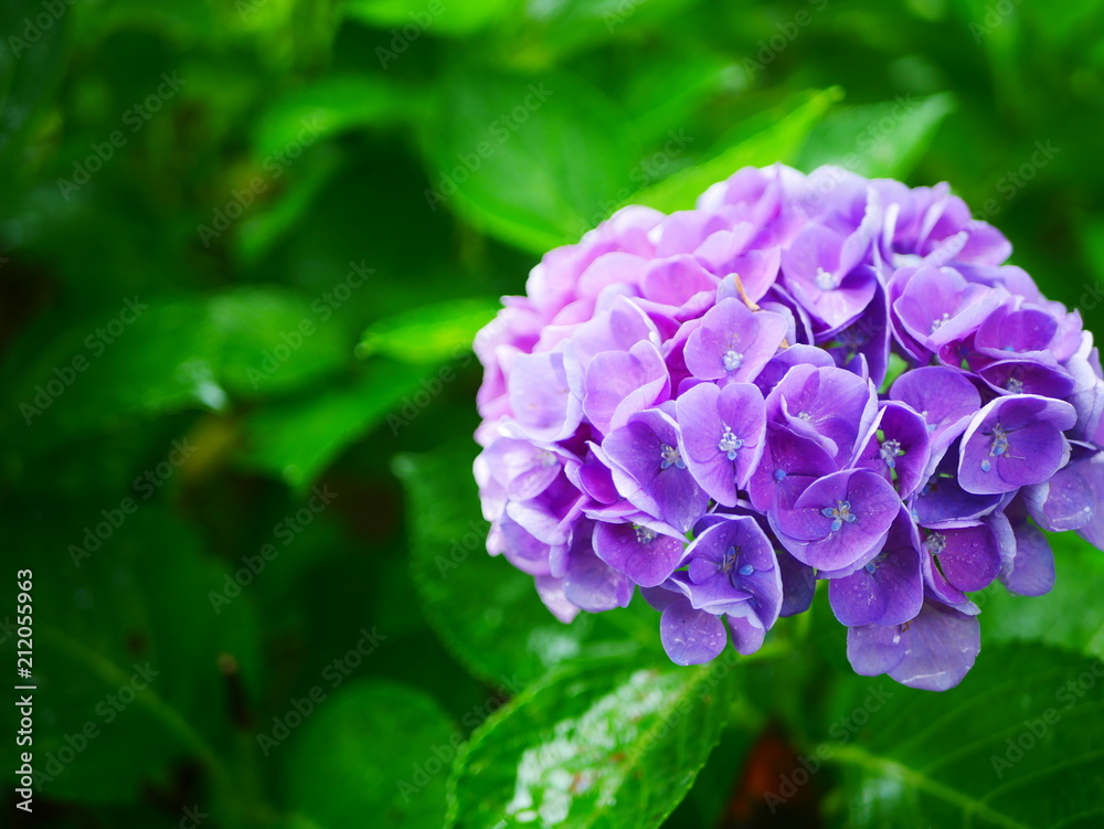blue and purple blue and purple