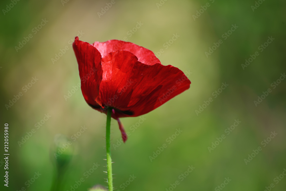 Red poppy flowers blooming in the green grass field, floral natural spring background, can be used as image for remembrance and reconciliation day Red poppy flowers blooming in the green grass field, floral natural spring background, can be used as image for remembrance and reconciliation day