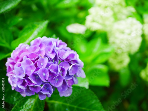 blue hydrangea flowers