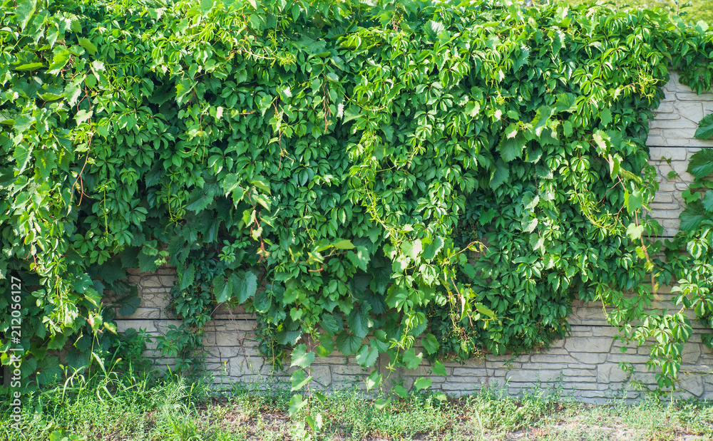 Green ivy covered wall as background image