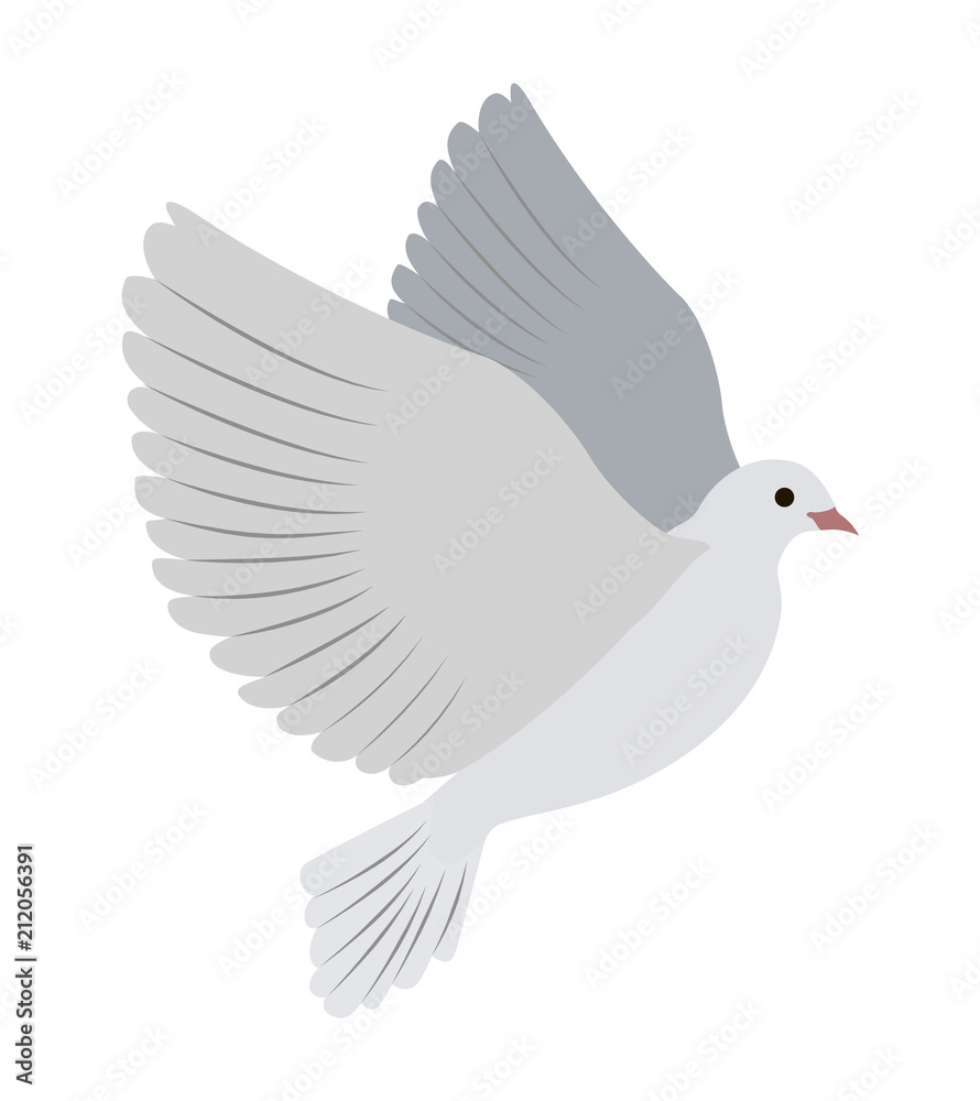Gorgeous White Dove Flies and Spreads Large Wings Gorgeous White Dove Flies and Spreads Large Wings