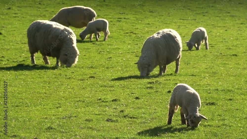 Sheep and Lambs grazing on a New Zealand farm