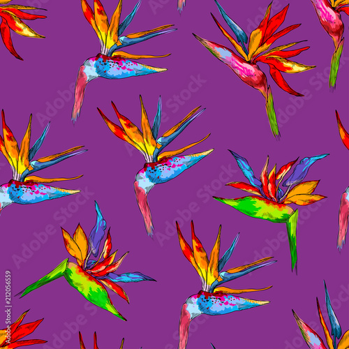 Seamless pattern of colorful strelitzia collection. Vector exotic flowers of a paradise bird isolated on violet background. Template for cloth  poster  packing design  web design. Tropical concept