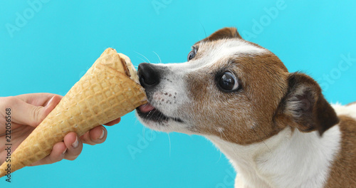 Portrait nice dog dog eating ice cream on a cone waffle . Jack Russell Terrier crop on blue background