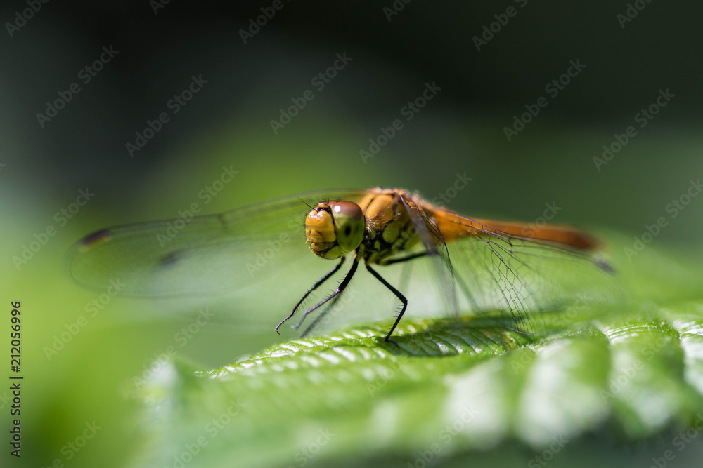 Sympetrum sanguineum – Sympétrum sanguin Sympetrum sanguineum – Sympétrum sanguin