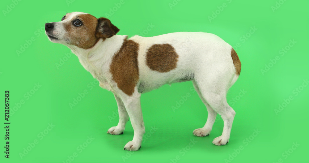 Portrait nice dog is afraid and trembling. Jack Russell Terrier standing on green background