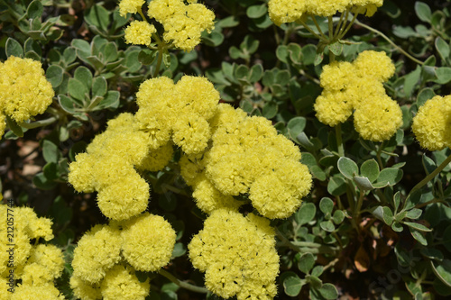 Stunning yellow flowers in a warm sunny day photo