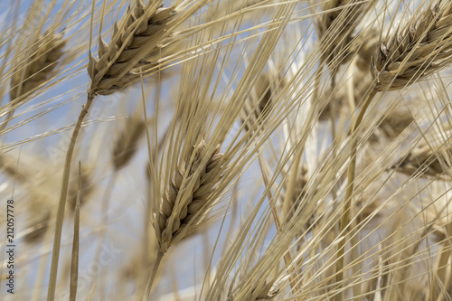 barley in field. barley for background