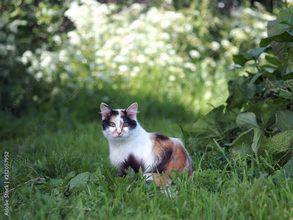 Cat in grass. A portrait of the animal. Beautiful nature background