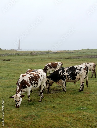 vaches normandes dans le Cotentin, Manche, Normandie