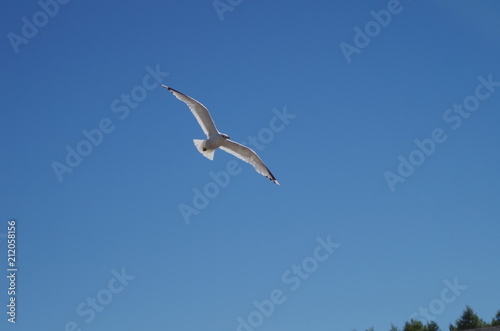 A seagull flying with only blue sky around