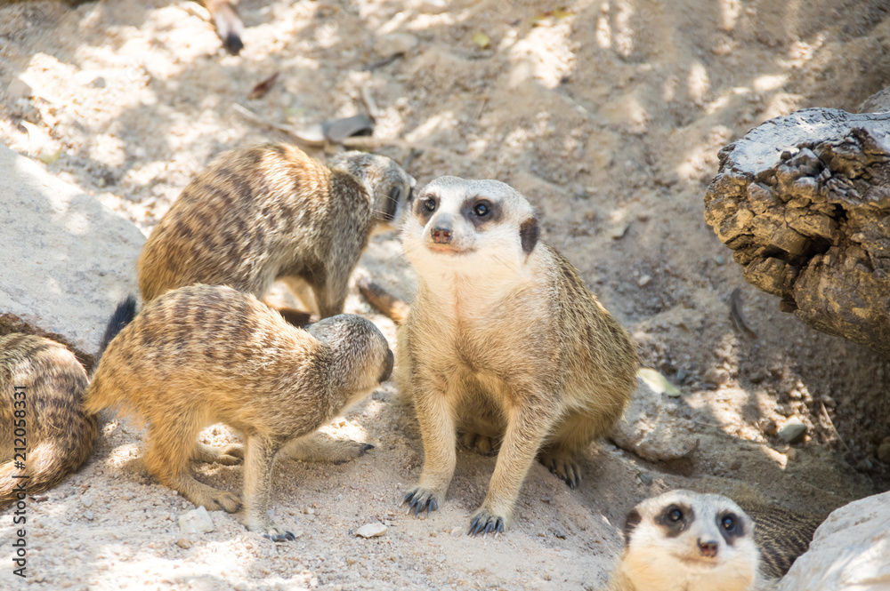 Fototapeta premium View of meerkat