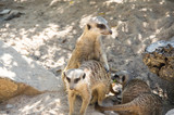 View of meerkats