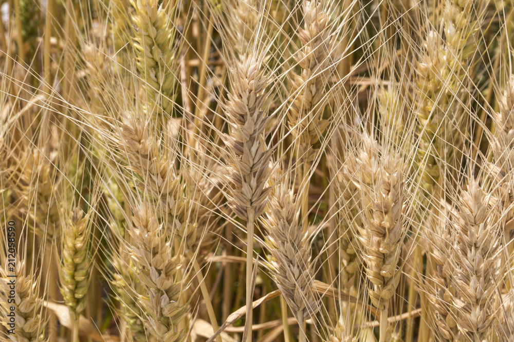 ripe ears of rye ripe ears of rye
