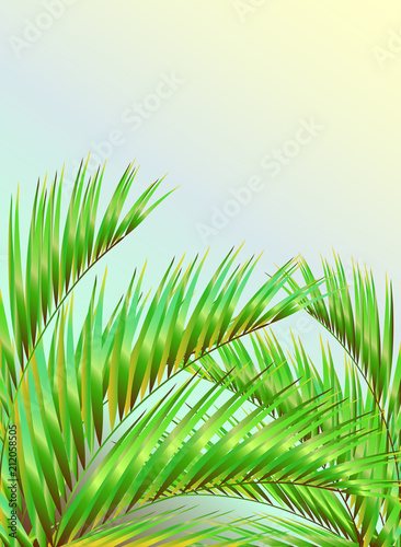 tropical palm tree, leaves,summer time