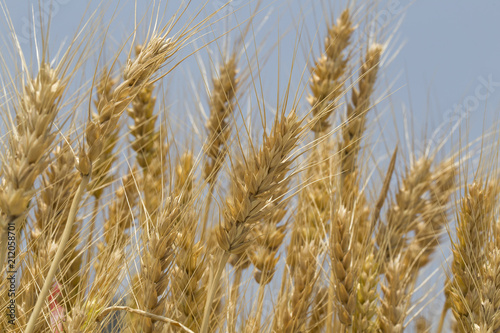 ripe ears of rye