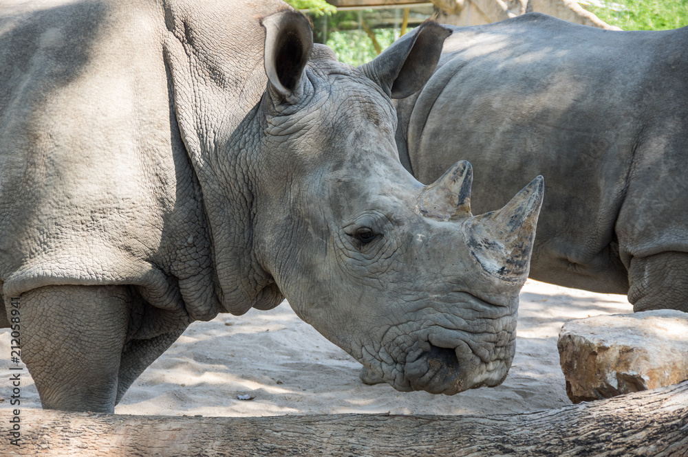 Fototapeta premium View of rhinoceros