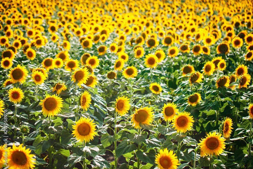 Beautiful field of sunflowers. Rural landscapes under bright sunlight. Background of ripening sunflower. Rich harvest. Beautiful field of sunflowers. Rural landscapes under bright sunlight. Background of ripening sunflower. Rich harvest.