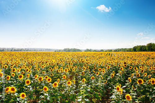 Beautiful field of sunflowers. Rural landscapes under bright sunlight. Background of ripening sunflower. Rich harvest. © Anna