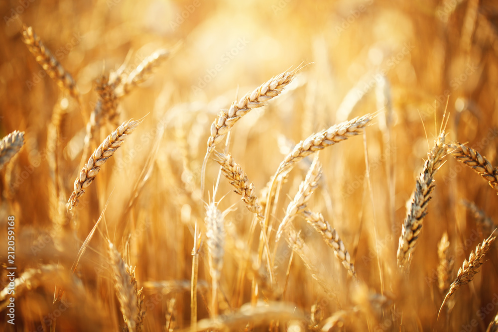 Obraz premium Wheat field. Rural Scenery under Shining Sunlight. A background of the ripening wheat. Rich harvest.