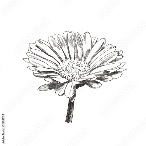 Vector Hand Drawn Vintage Style Flower, Daisy Flower Head, Plant Botanical Illustration, Calendula Sketch, Black Lines Isolated.