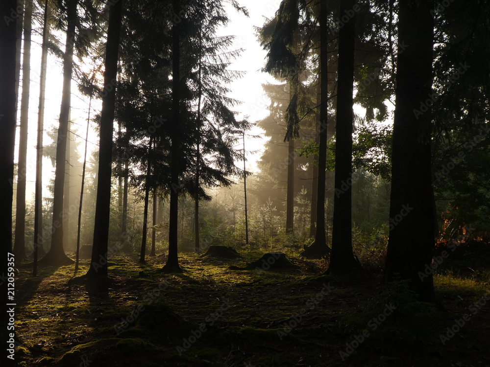 Obraz premium sunrise in the forest with fog sunlight sunbeam