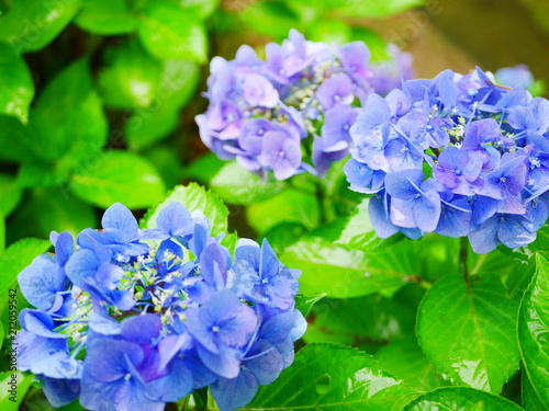 blue hydrangea flowers