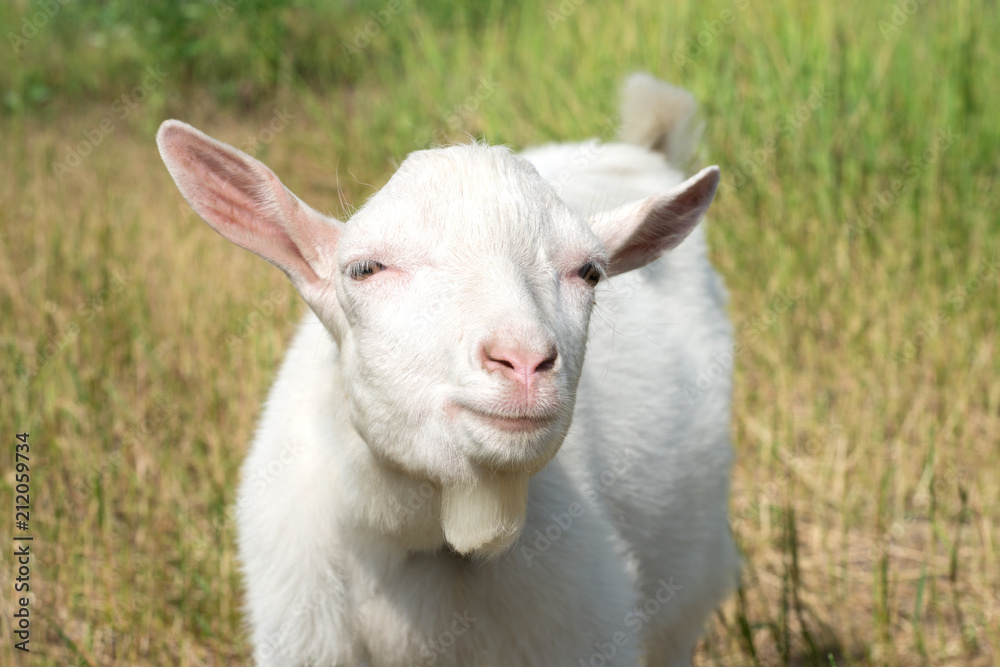 Close up portrait of the white goat who is grazed on a glade in sunny summer day. Close up portrait of the white goat who is grazed on a glade in sunny summer day.
