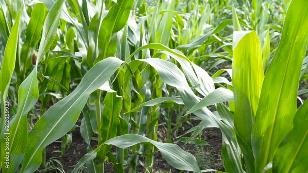 Close up of corn in the field on a sunny day. Close up of corn in the field on a sunny day.