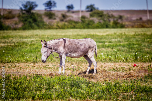 Fototapeta Naklejka Na Ścianę i Meble -  Cute donkey on a green meadow