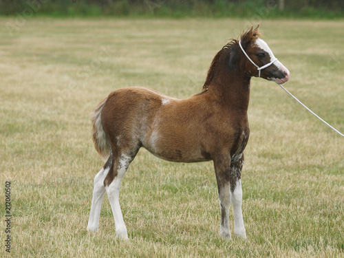 Cute Welsh Pony Foal