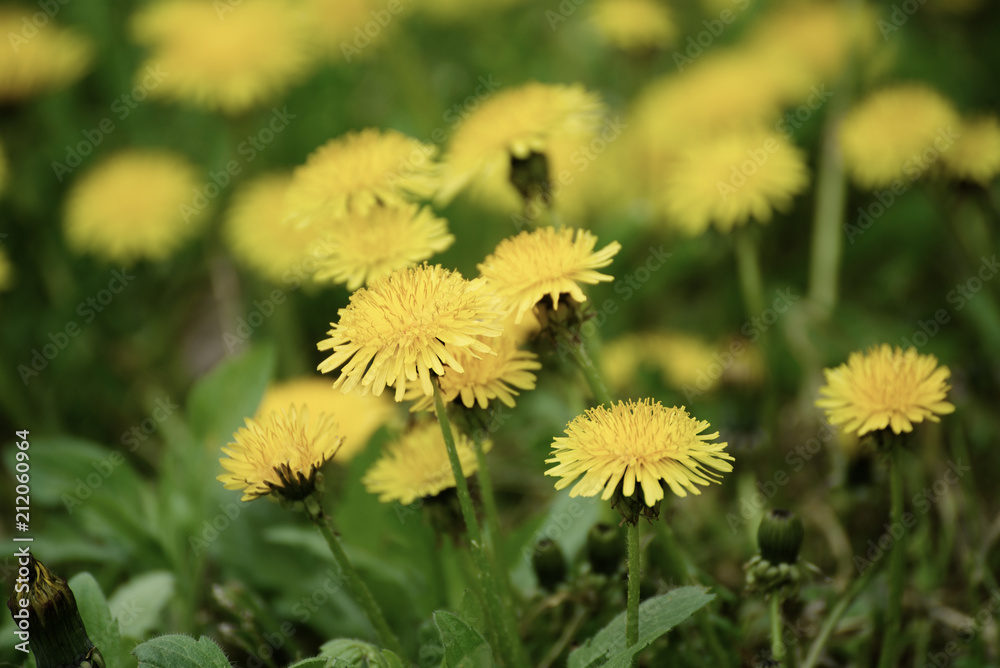 Dandelion yellow flower growing on the green meadow in spring time, natoral seasonal floral background with copy space Dandelion yellow flower growing on the green meadow in spring time, natoral seasonal floral background with copy space