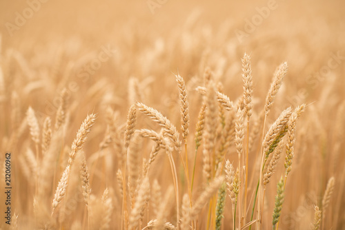 Beautiful view in the wheat field  in summer sunny day