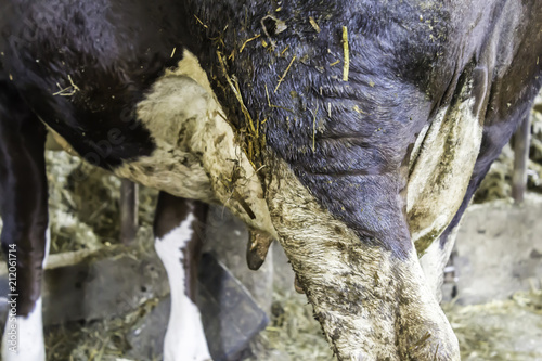 The motley, black-and-white cows stand in the barn. Udder of the cow close-up. Manure and straw,  fertilizer on the field. Rural dairy farm in Europe.