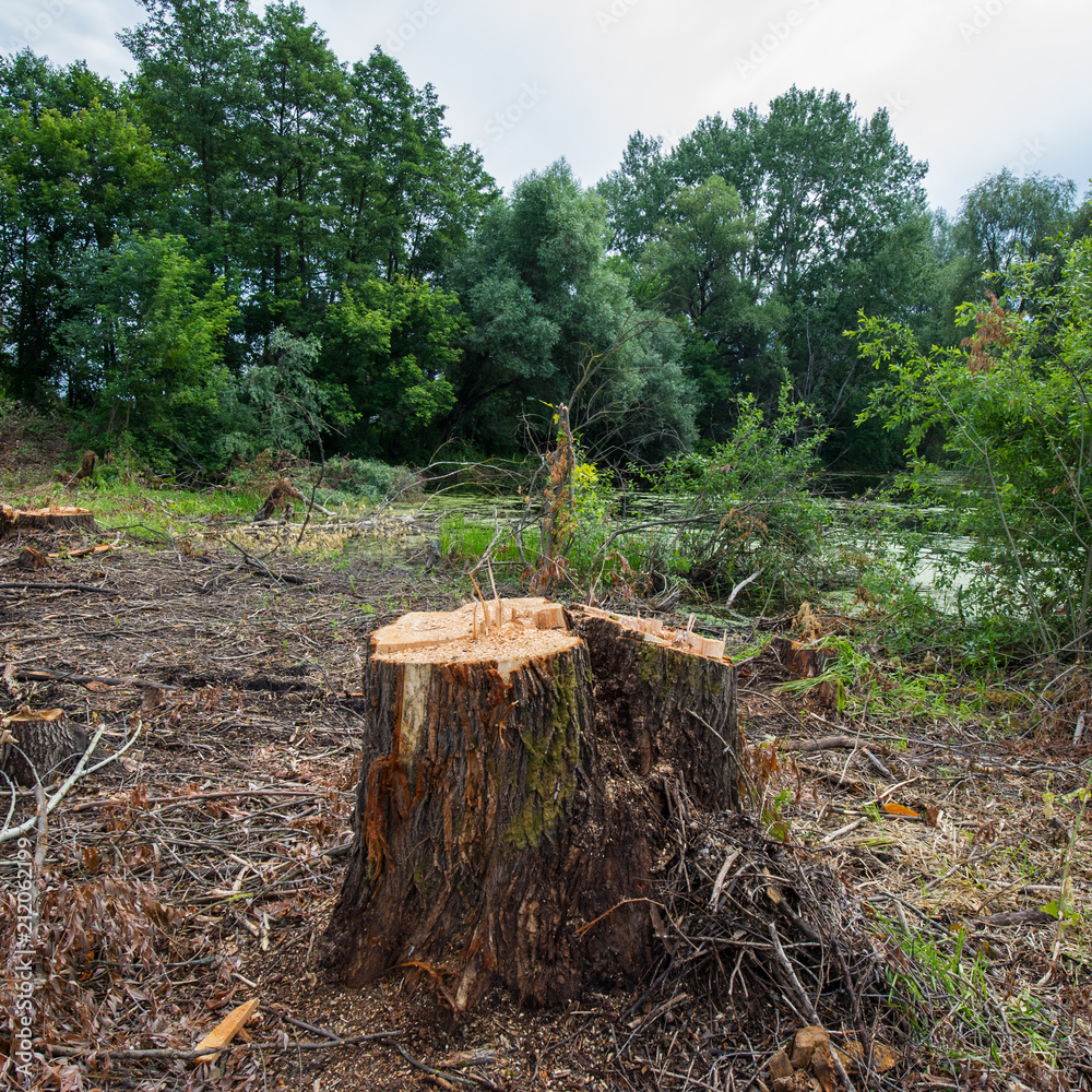 Fototapeta premium Stump of willow tree, sanitary deforestation.