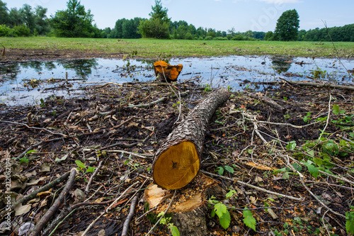 Stump and fallen tree trunk, illegal felling of trees in the forest.