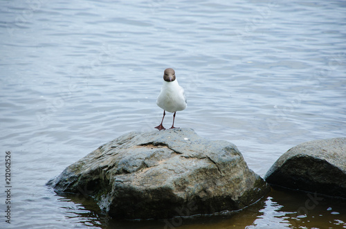 The black-headed gull on a stone in the middle of the water