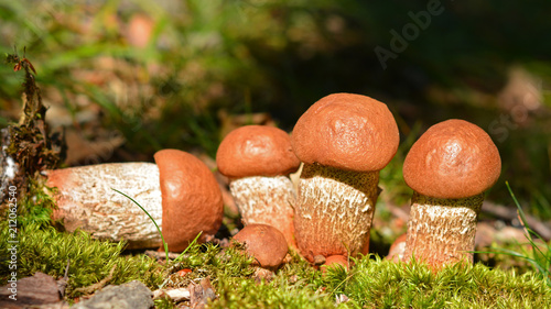 leccinum quercinum mushroom